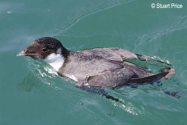  p>扁嘴海雀(学名: i>synthliboramphus antiquus /i>)全长约25厘米.