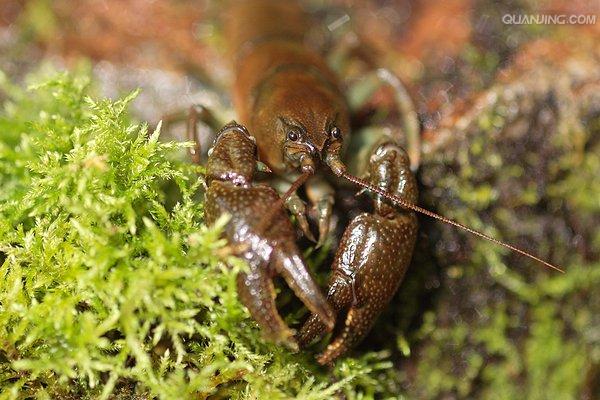  p>蝲蛄别称大头虾, a target="_blank" href="/item/鳌虾/8322070"