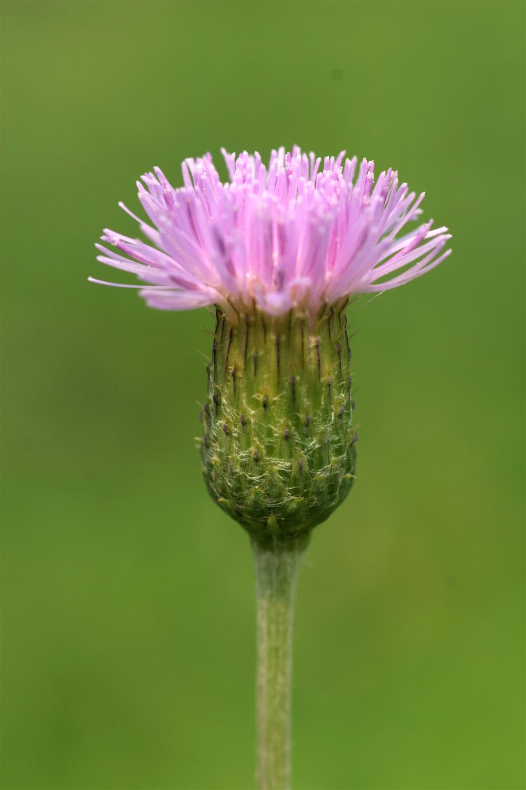  p>刺儿菜(学名: i>cirsium arvense var.