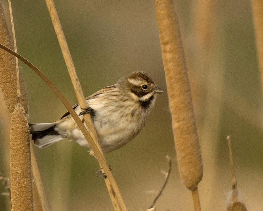emberiza schoeniclus schoeniclus