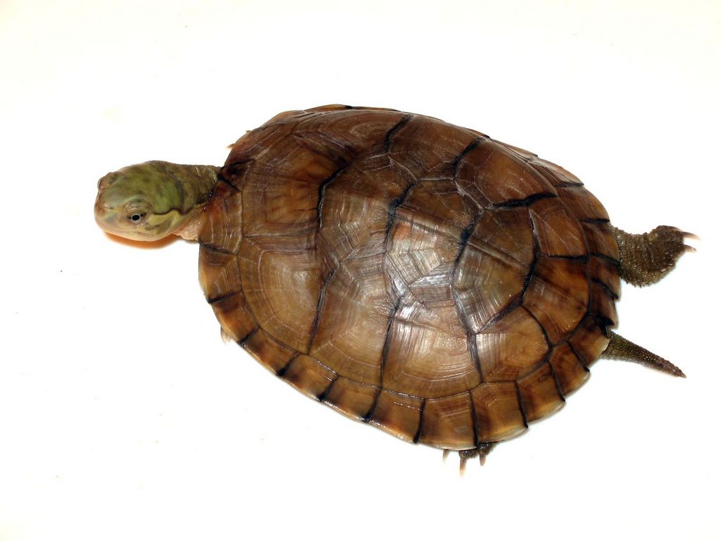  p>腊戍拟水龟是属于淡水龟科的一种动物.