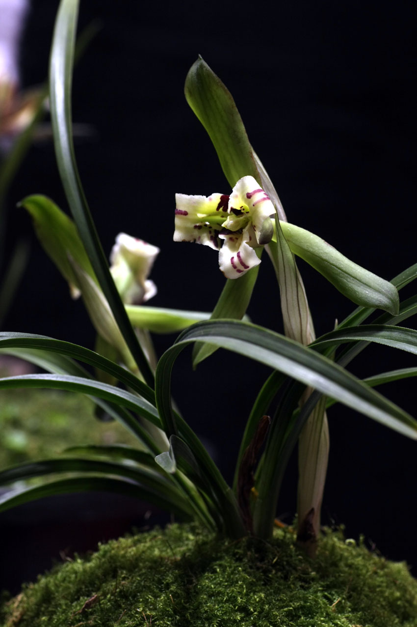  p>建兰(学名: i>cymbidium ensifolium /i>  (l. ) sw.