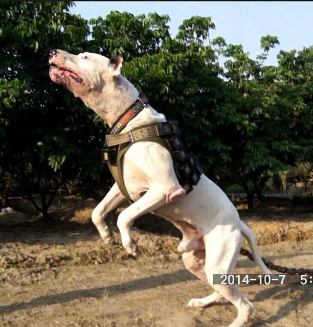  p data-id="go1adsmtr7">库达犬(bully kutta