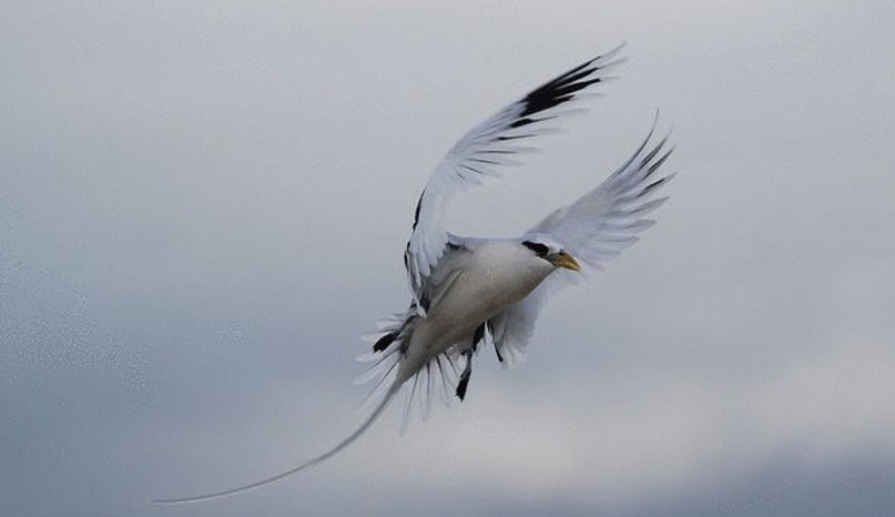 phaethon lepturus lepturus