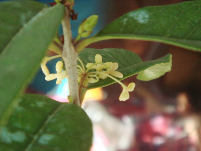  p>天香台阁(学名: i>osmanthus fragrans /i> 'tian xiang