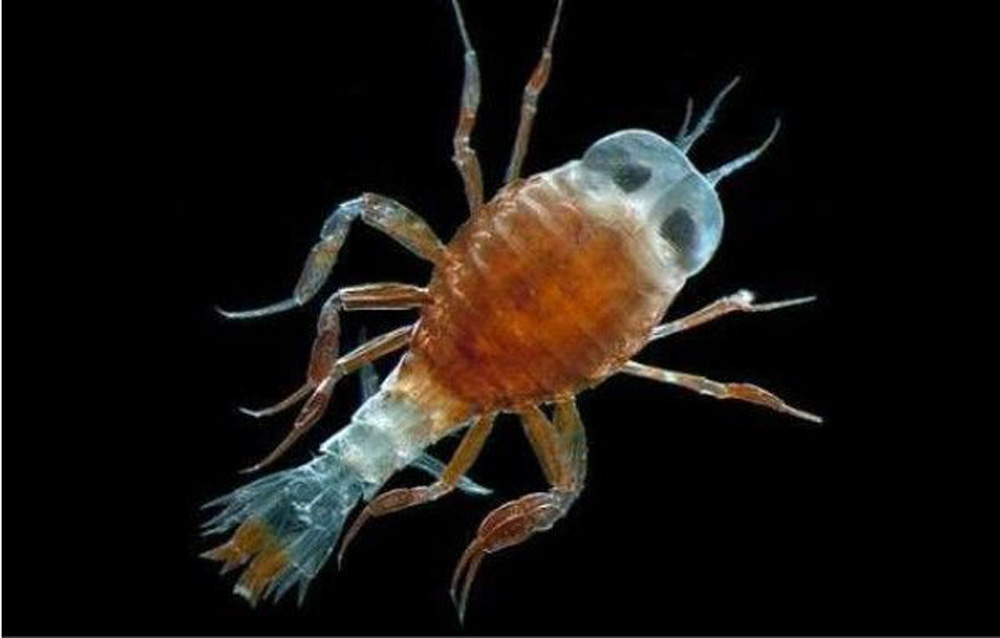  p data-id="gnx71uzzqf">沙蚤(sand flea),亦称沙跳虾(sand hopper)