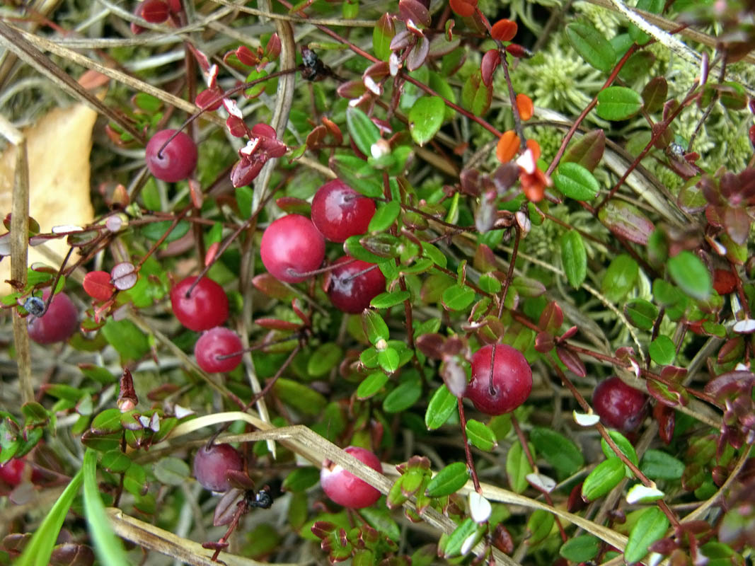 vaccinium oxycoccos linn.