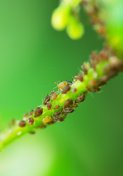 data-id="gnbjv1k0hq">蜜露是 a target="_blank" href="/item/蚜虫