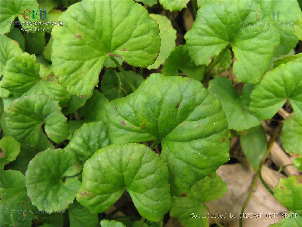  p>积雪草属(学名: i>centella /i> l.