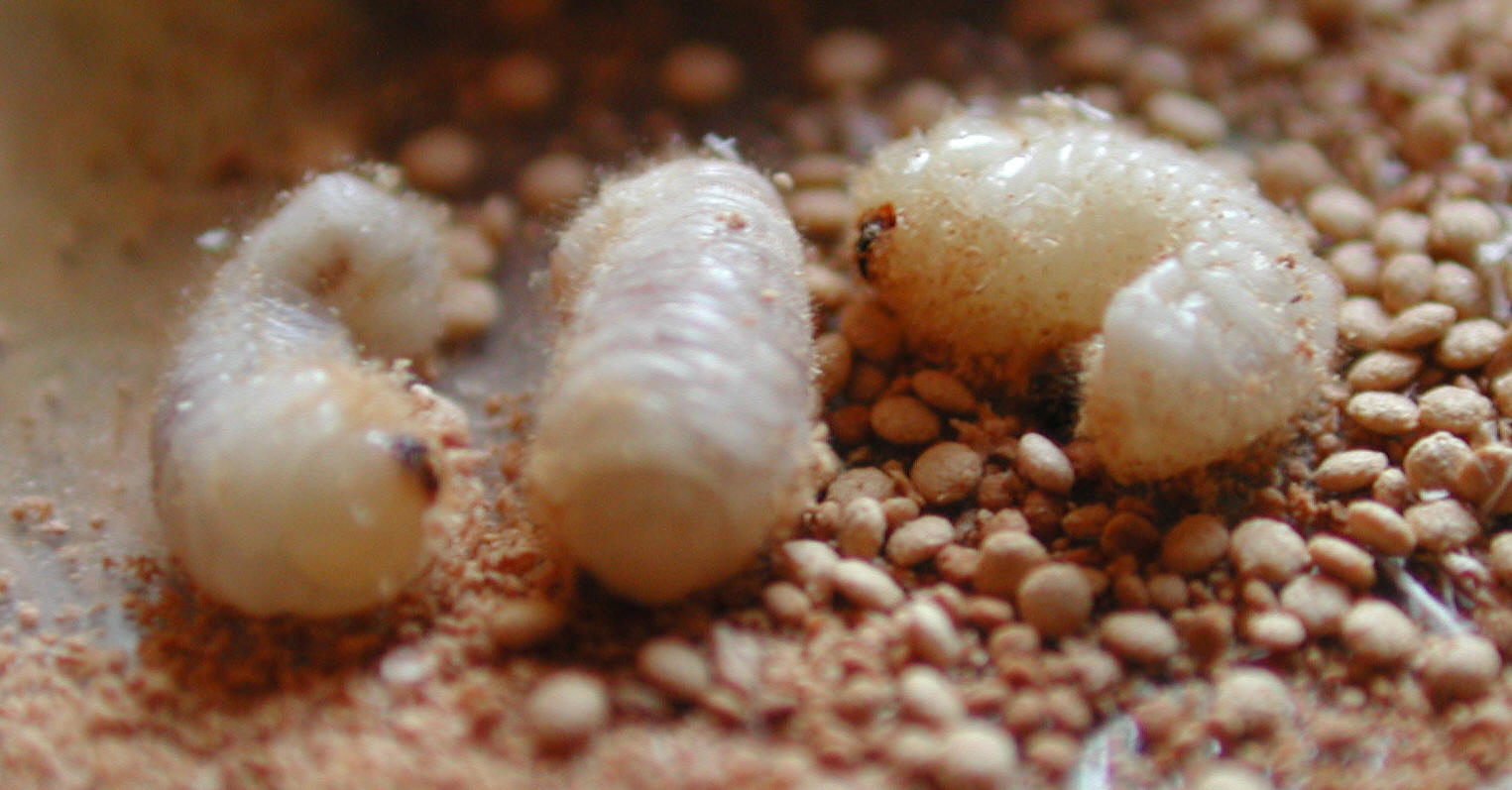 drugstore beetle是 a target="_blank" href="/item/窃蠹科/8658098"