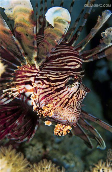  p>蓑鲉(学名: i>pterois volitans /i>)是鲉科,蓑鲉属硬骨鱼.