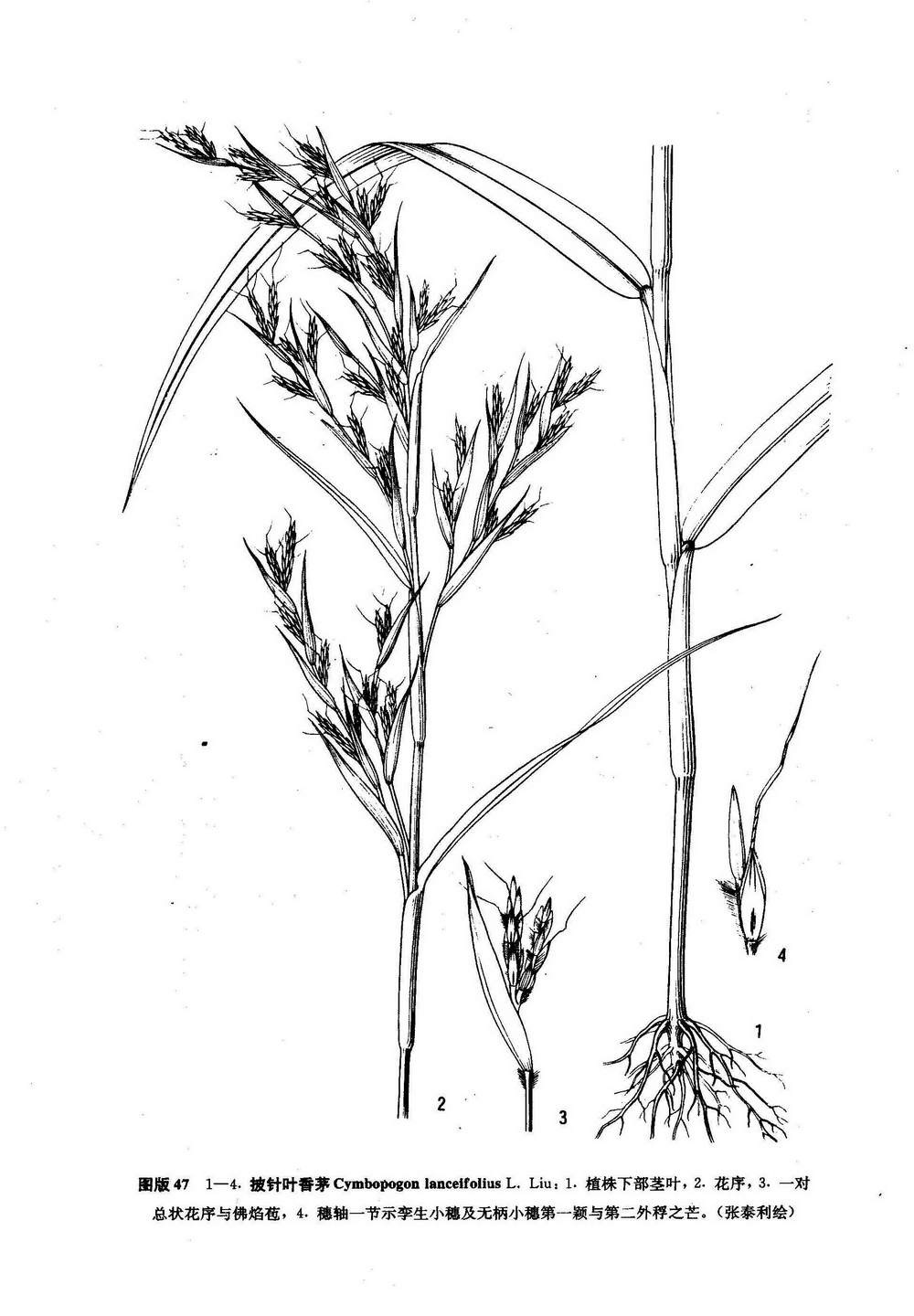 披针叶香茅