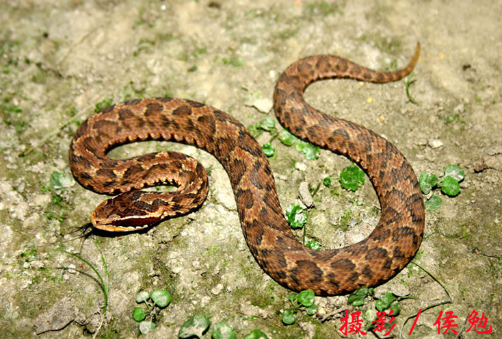  p>短尾蝮(学名: i>gloydius brevicaudus /i>)又称草上飞,地扁蛇
