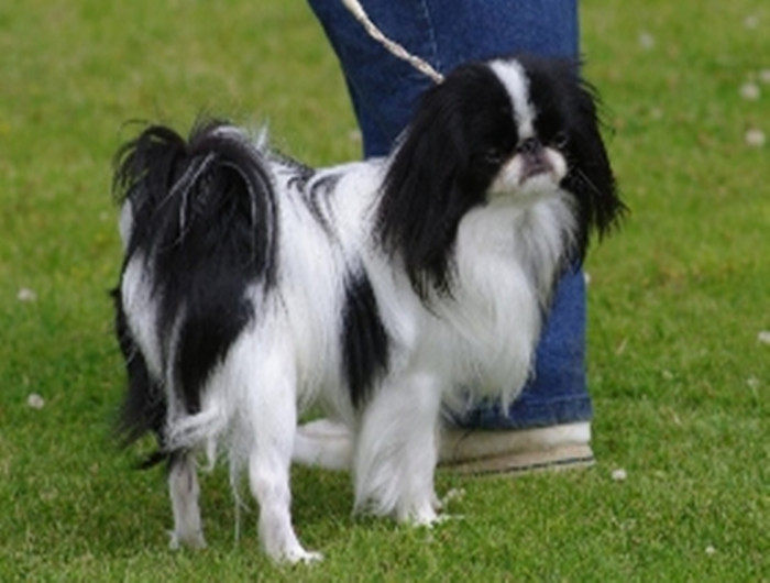  p>日本狆头大,宽且平.鼻子宽而且短.