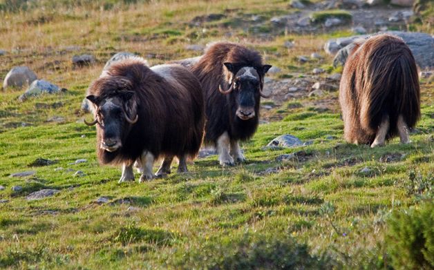  p>麝牛(学名: i>ovibos moschatus /i>):偶蹄目,牛科,麝牛属下的一种