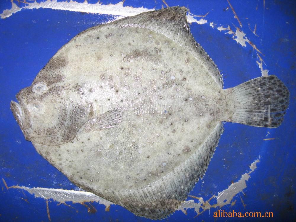  p>牙鲆属, i>paralichthys  /i>(girard, 1858), a href="#">鲽形目 