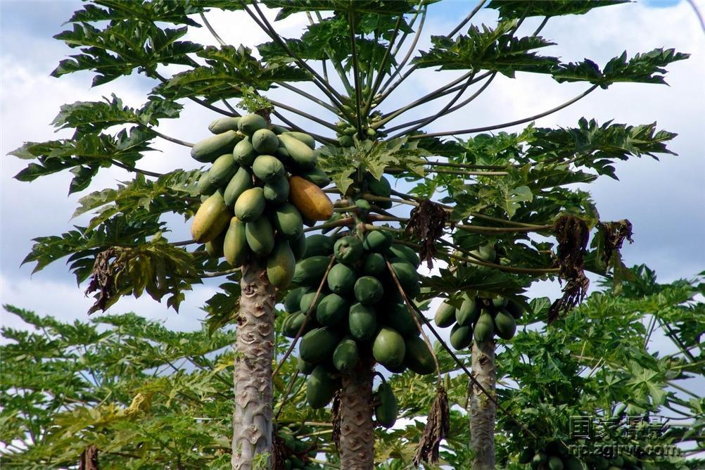  p>尖蜜拉(champedak),又名小木菠萝,是桑科木菠萝属植物,原产于