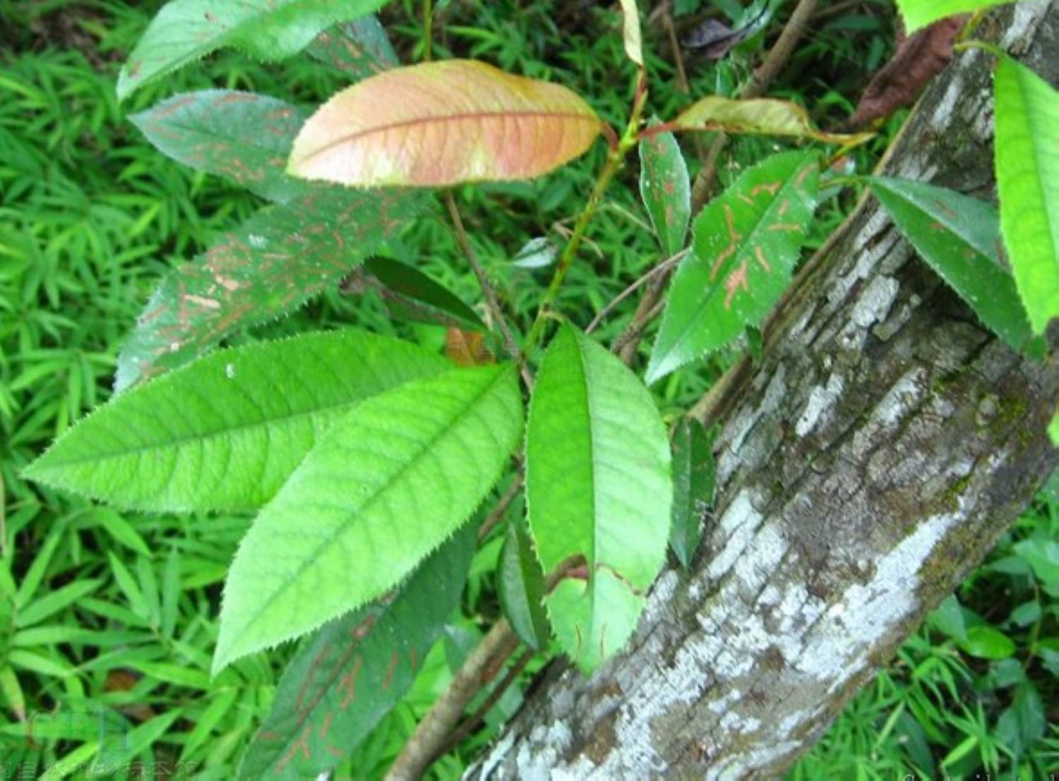  p>桃叶石楠(拉丁名: i>photinia prunifolia /i> (hook. et arn.