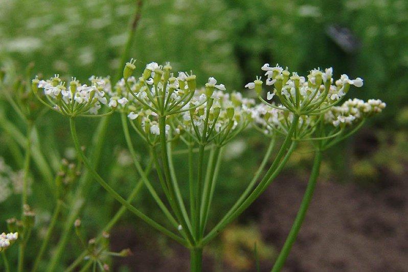  p>暗红葛缕子(学名:carum atrosanguineum)是伞形科 a href="#" data