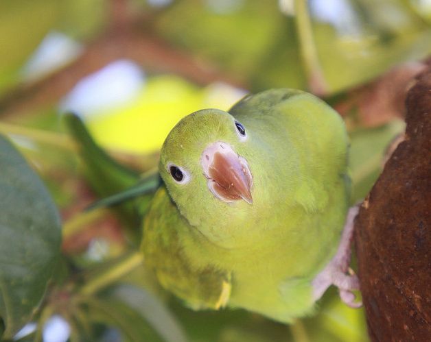 yellow-chevroned parakeet