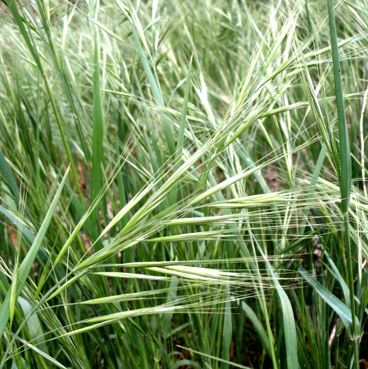 6cd">硬雀麦( i>bromus rigidus /i> roth)是禾本科,雀麦属一年生 a