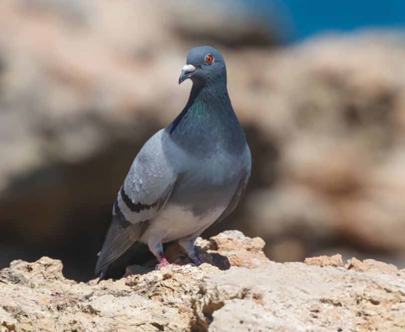 columba livia