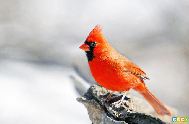 northern cardinal