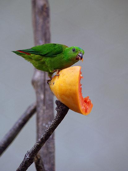 蓝冠短尾鹦鹉
