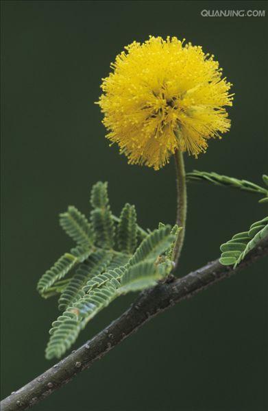 金合欢树(金合欢树生长在哪里)