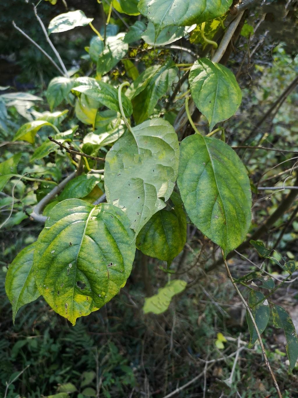  p>对萼猕猴桃(学名: i>actinidia valvata /i> dunn)是猕猴桃科