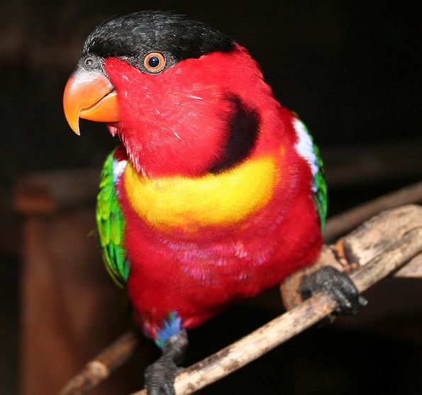  p>黄领吸蜜鹦鹉(学名: i>lorius chlorocercus /i>)羽色鲜艳,主要以