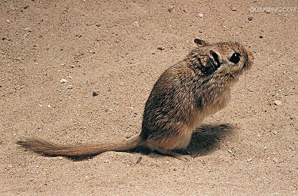  p>沙鼠(gerbillinae)是一个包含共15属约110个物种的亚科,广泛分布于