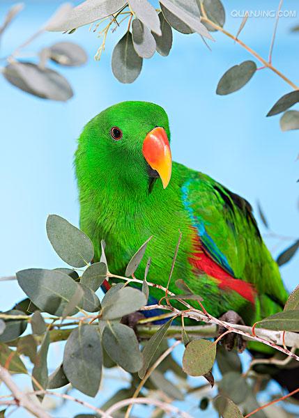  p>华贵折衷鹦鹉(学名:eclectus roratus roratus)是折衷鹦鹉的指名