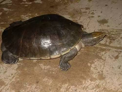  p>中美洲河龟(学名dermatemys mawii),在 a href="#" data-lemmaid="