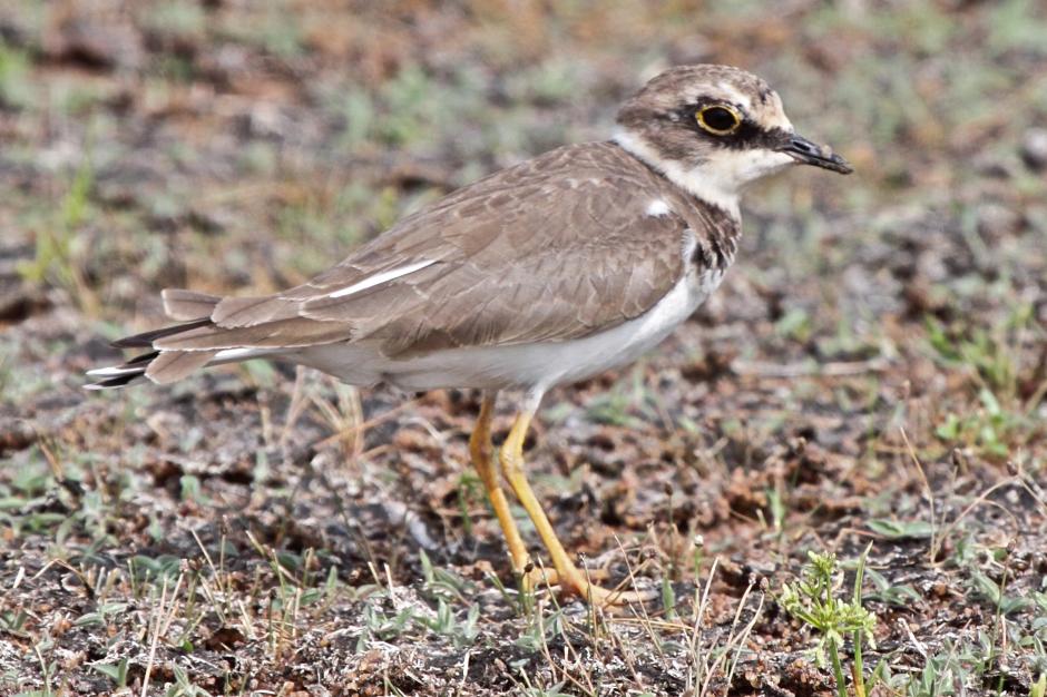 charadrius alexandrinus seebohmi