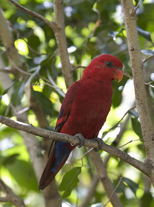  p>红色吸蜜鹦鹉(学名:eos bornea)有2 个亚种,羽色鲜艳,头部和颈部