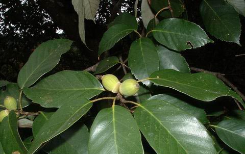  p>福建青冈(学名: i>cyclobalanopsis chungii  /i>(metc.) y. c.