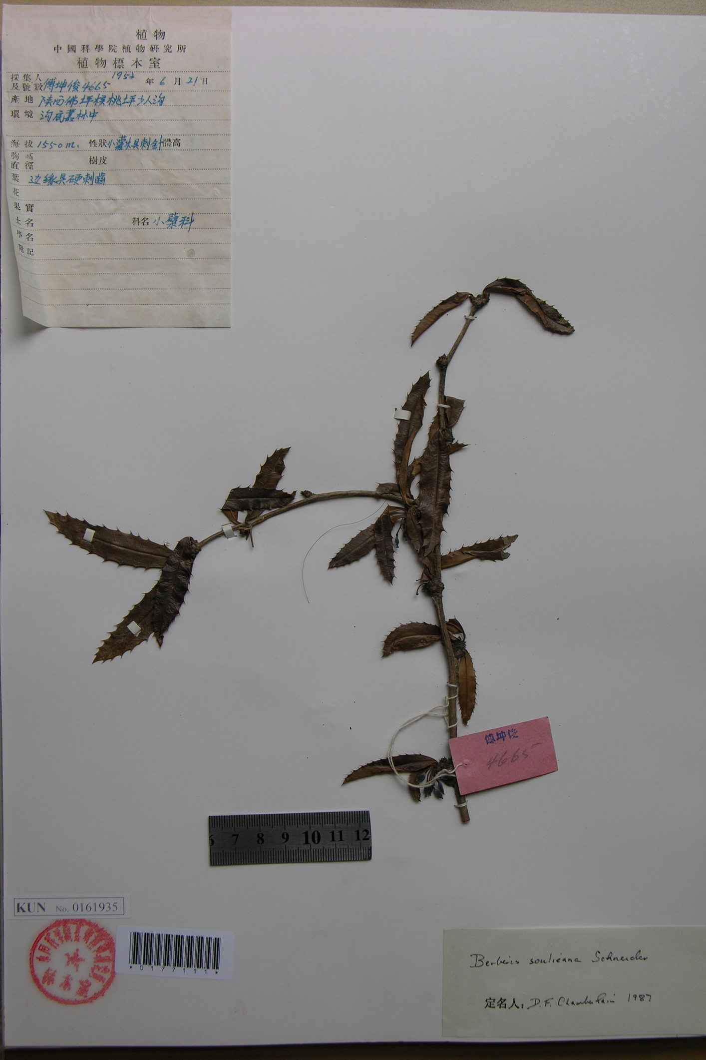 p>豪猪刺(学名: i>berberis julianae /i> schneid.