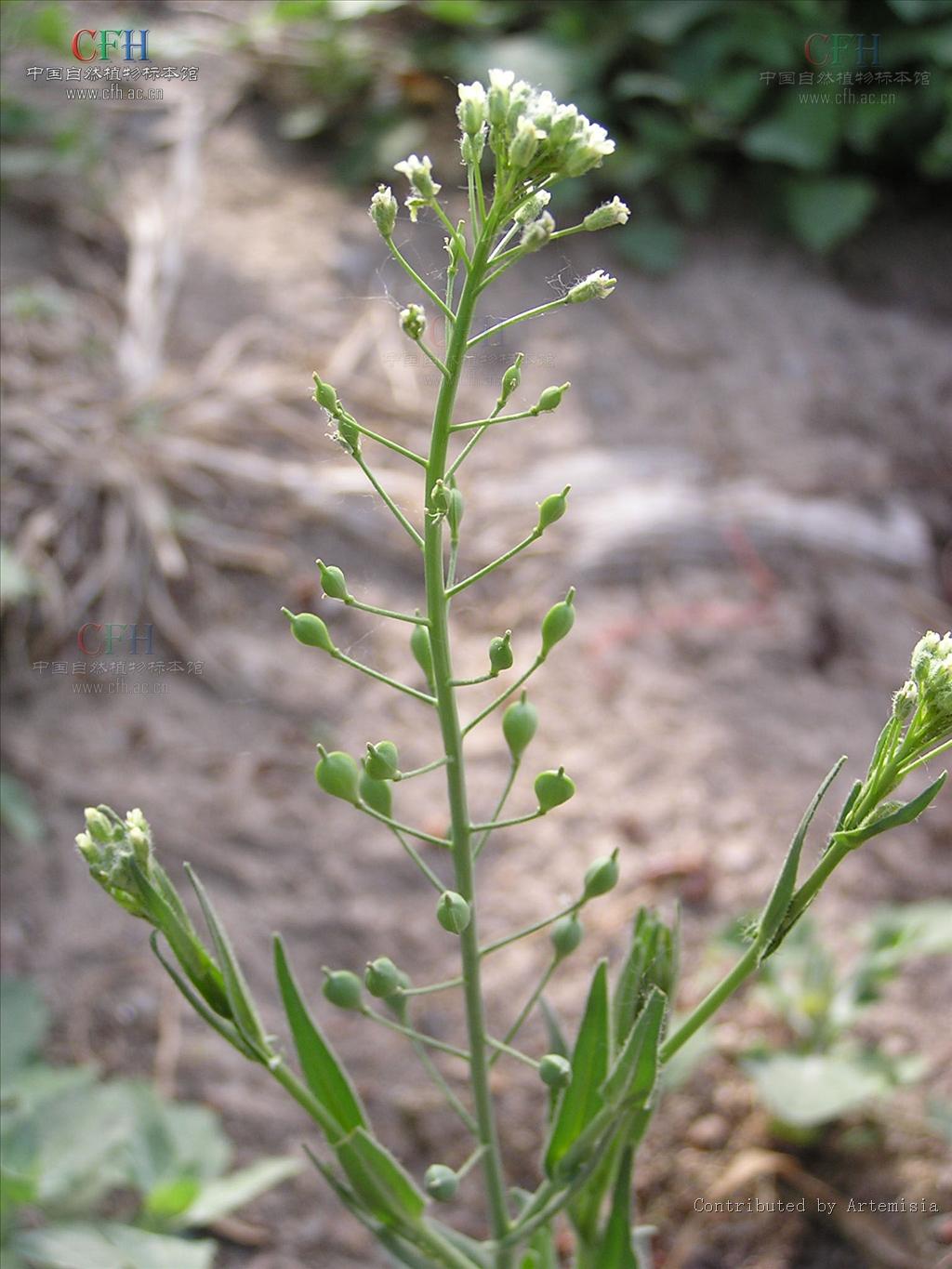  p>亚麻荠属 (拉丁文:camelina crantz)是 a target="_blank" href="
