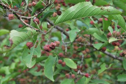 毛脉卫矛（变种）