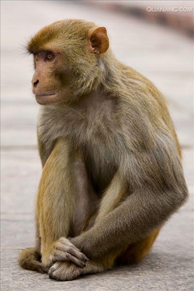 恒河猴