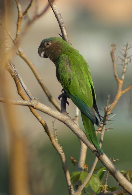 褐喉锥尾鹦鹉委内瑞拉亚种