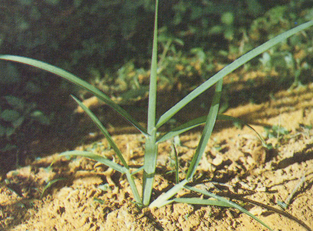  p>雀稗(学名: i>paspalum thunbergii /i> kunth ex steud.