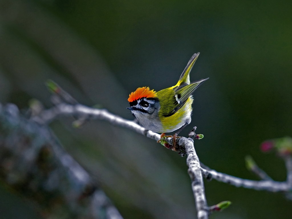  p>台湾戴菊(学名: i>regulus goodfellowi /i>)为 a href="#">戴菊科