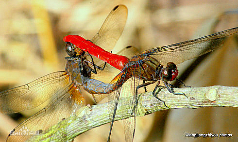 蜻蜓交配