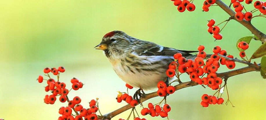  p>红顶雀, a href="#" data-lemmaid="3516708">脊索动物门 /a>, a