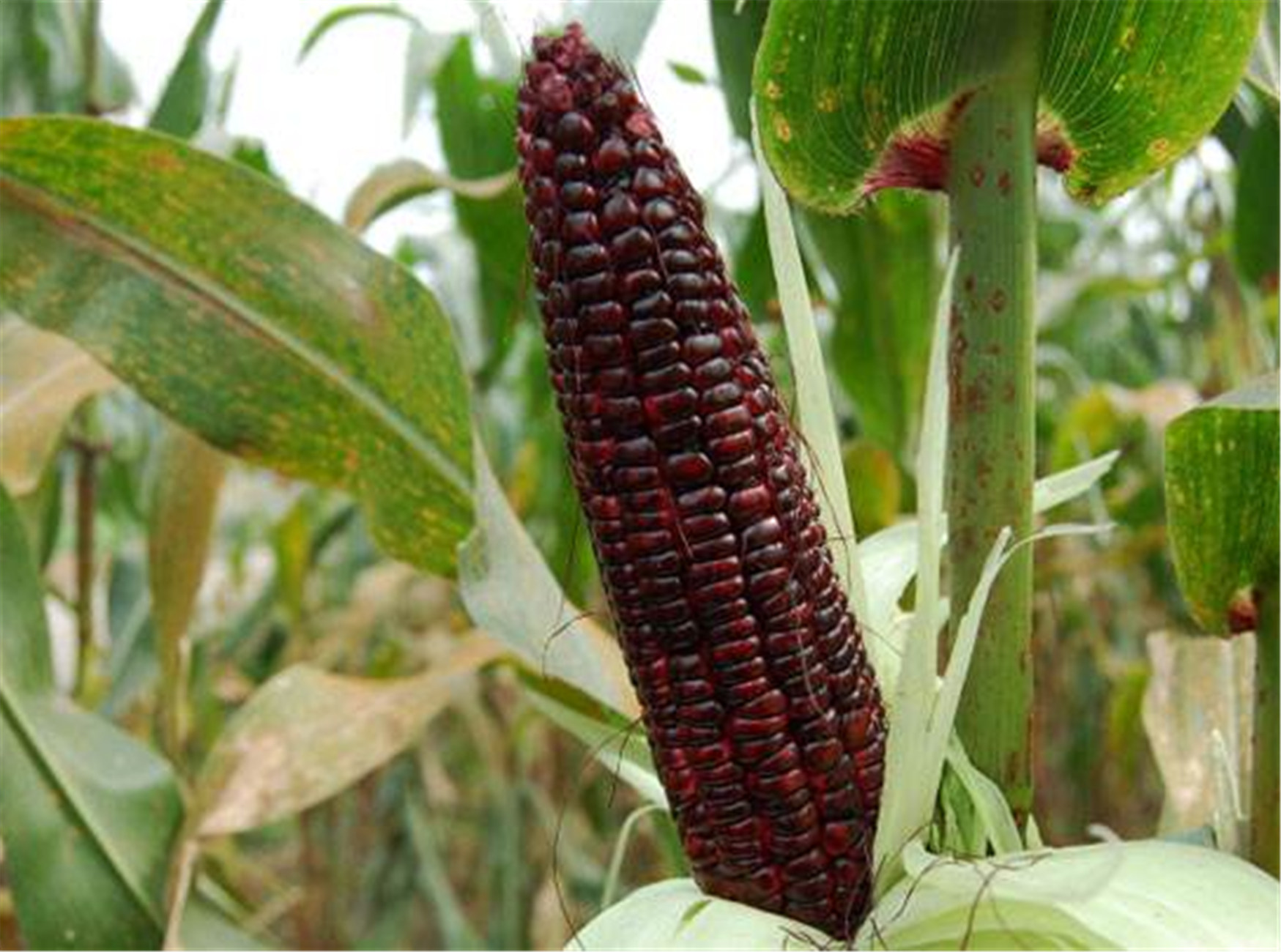  p>紫玉米(purple corn ), a href="#" data-lemmaid="1432655">