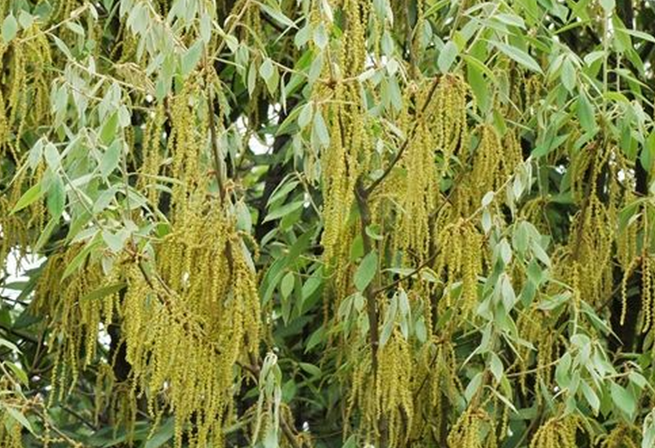  p>滇青冈,cyclobalanopsis glaucoides schotky,别名:滇椆,拟槠, a