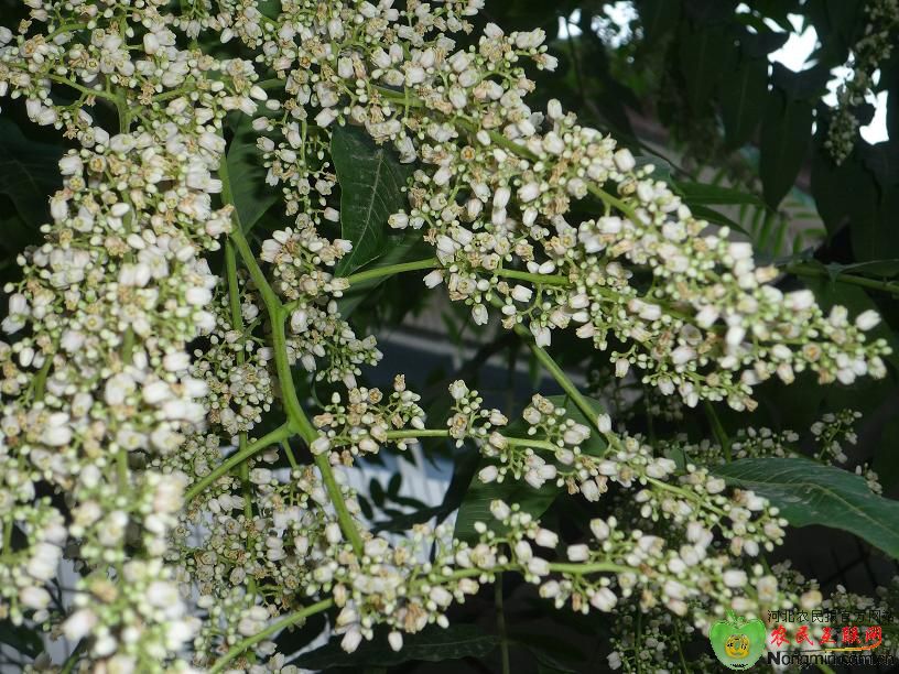 香椿花