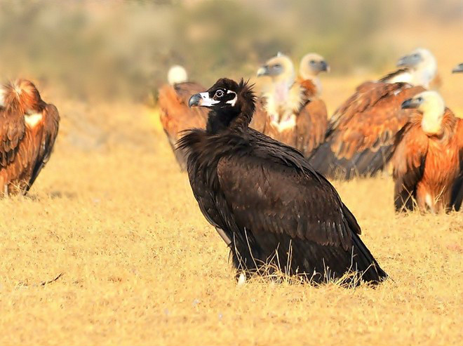  p>秃鹫(学名: i>aegypius monachus /i>):是鸟纲,隼形目,鹰科的大型 